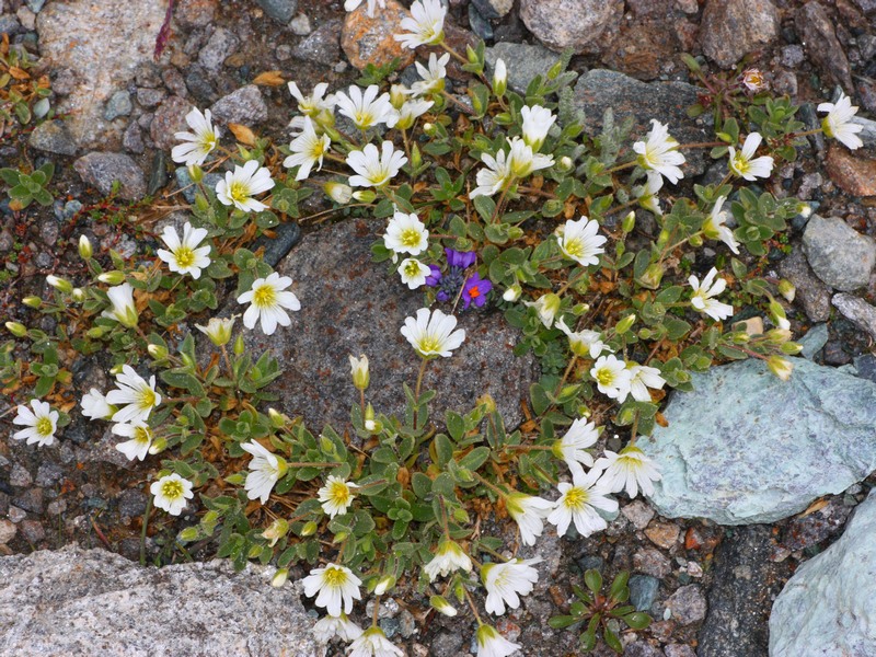 Cerastium uniflorum / Cerastio unifloro